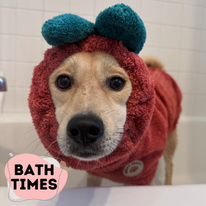Dog wearing derpy chappy tomato bathrobe in a bathrobe for the bath times
