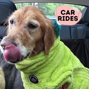 golden retriever wearing a lime dog bathrobe in the car
