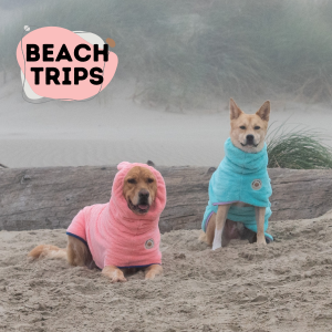 Two dogs wearing colorful dog bathrobes at the beach after the swim