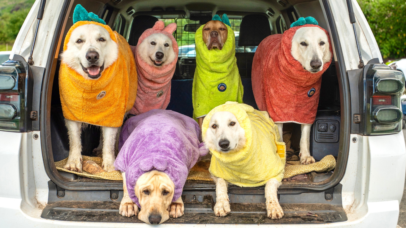 six dogs in colorful dog bathrobes sitting in the back of a car.