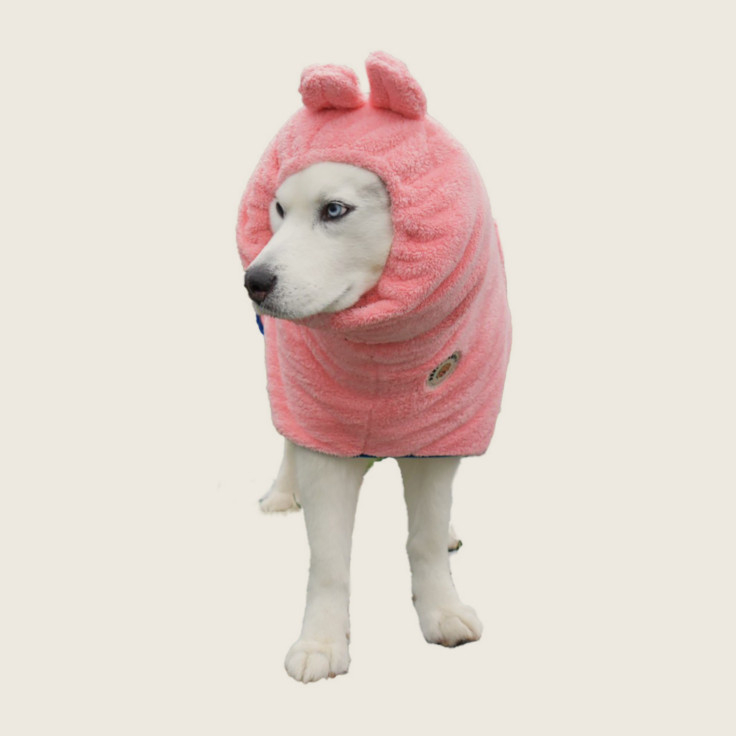 White Husky wearing pink Derpy Chappy microfiber dog bathrobe with elastic hooded headband
