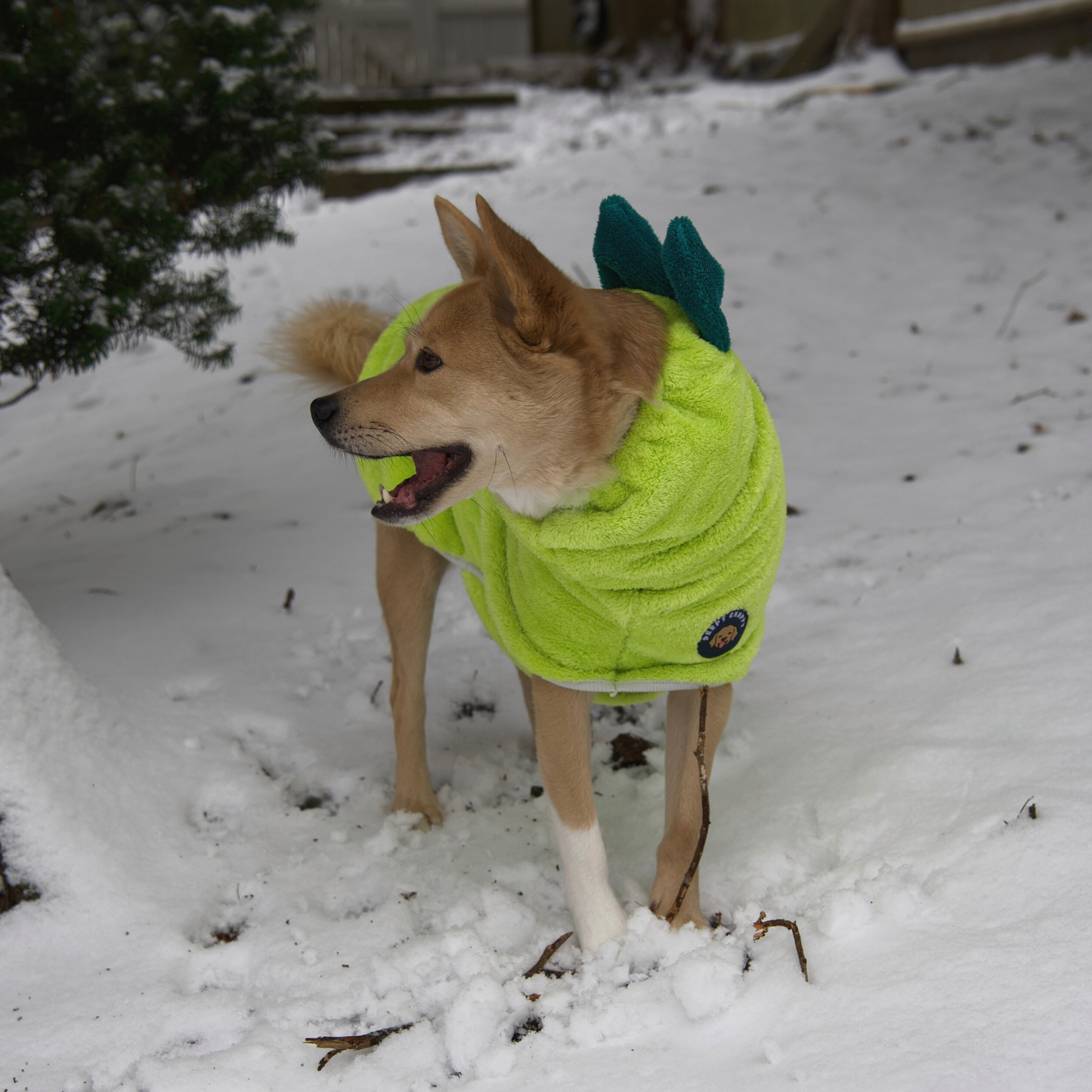 playful dog wearing lime Derpy Chappy microfiber bathrobe with bunny ear hood – quick-dry towel robe for dogs, cozy and adorable design