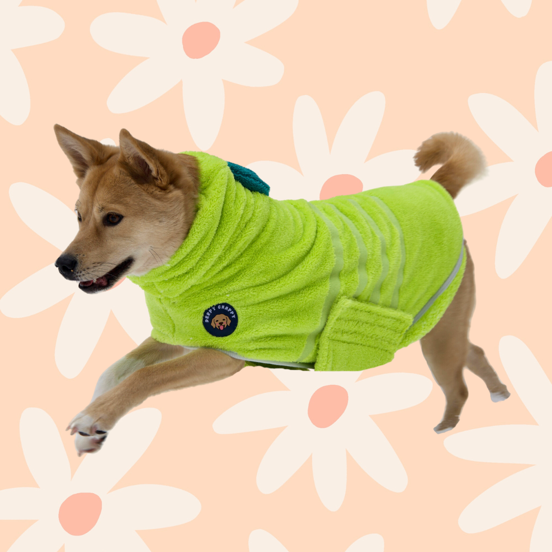 Medium-sized dog wearing lime microfiber dog bathrobe – Derpy Chappy robe