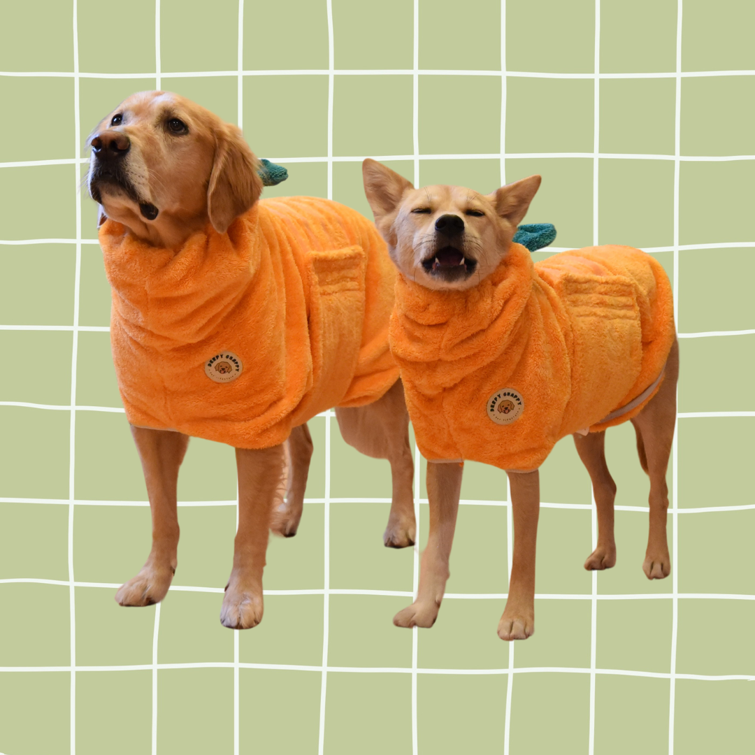 Two dogs wearing orange microfiber dog bathrobe – Derpy Chappy robe 