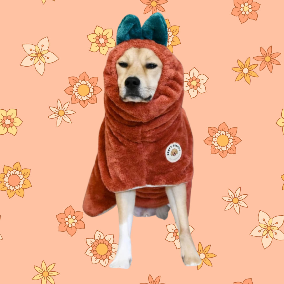 Medium-sized dog wearing tomato microfiber dog bathrobe – Derpy Chappy robe