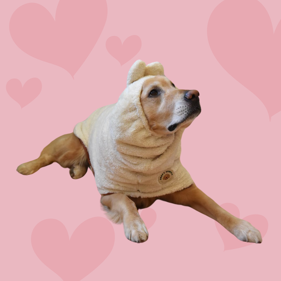 large-sized dog wearing beige microfiber dog bathrobe – Derpy Chappy robe 