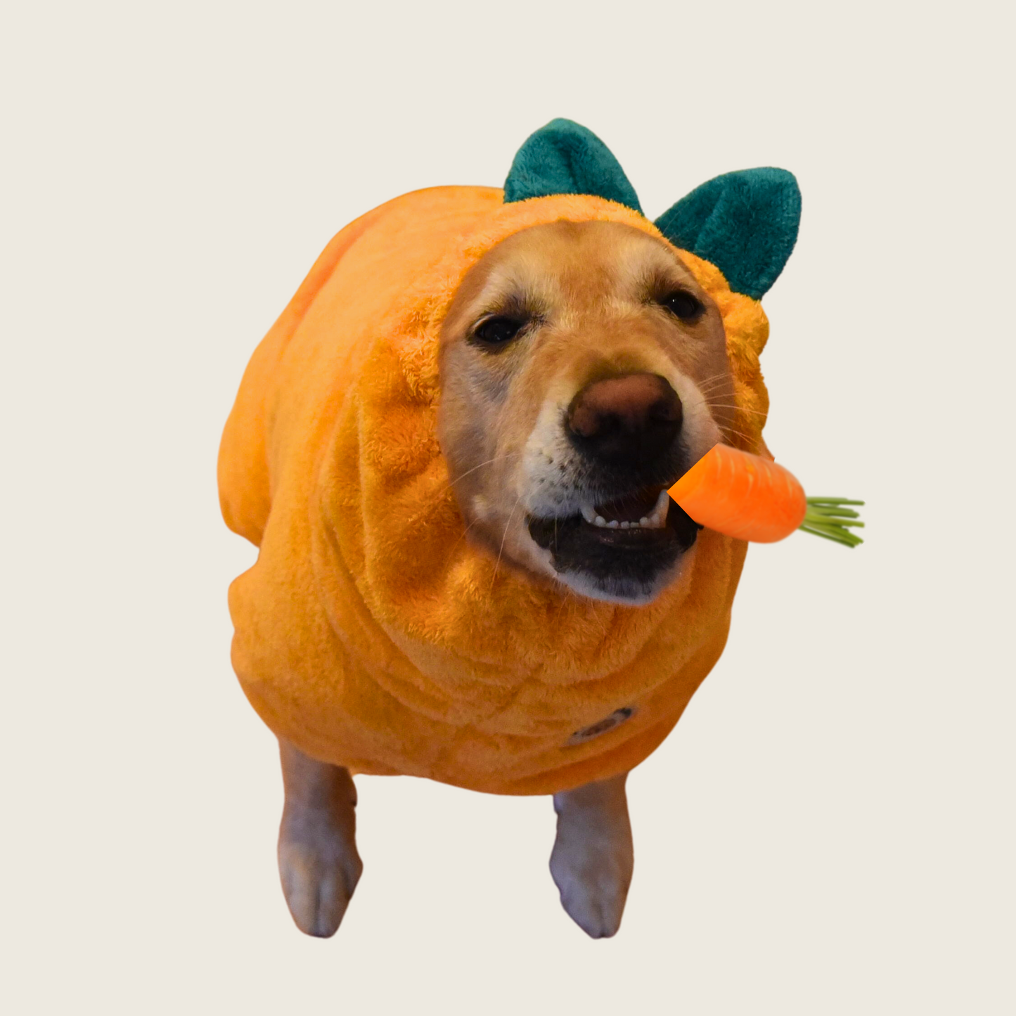 Golden retriever wearing orange Derpy Chappy microfiber dog bathrobe holding a carrot
