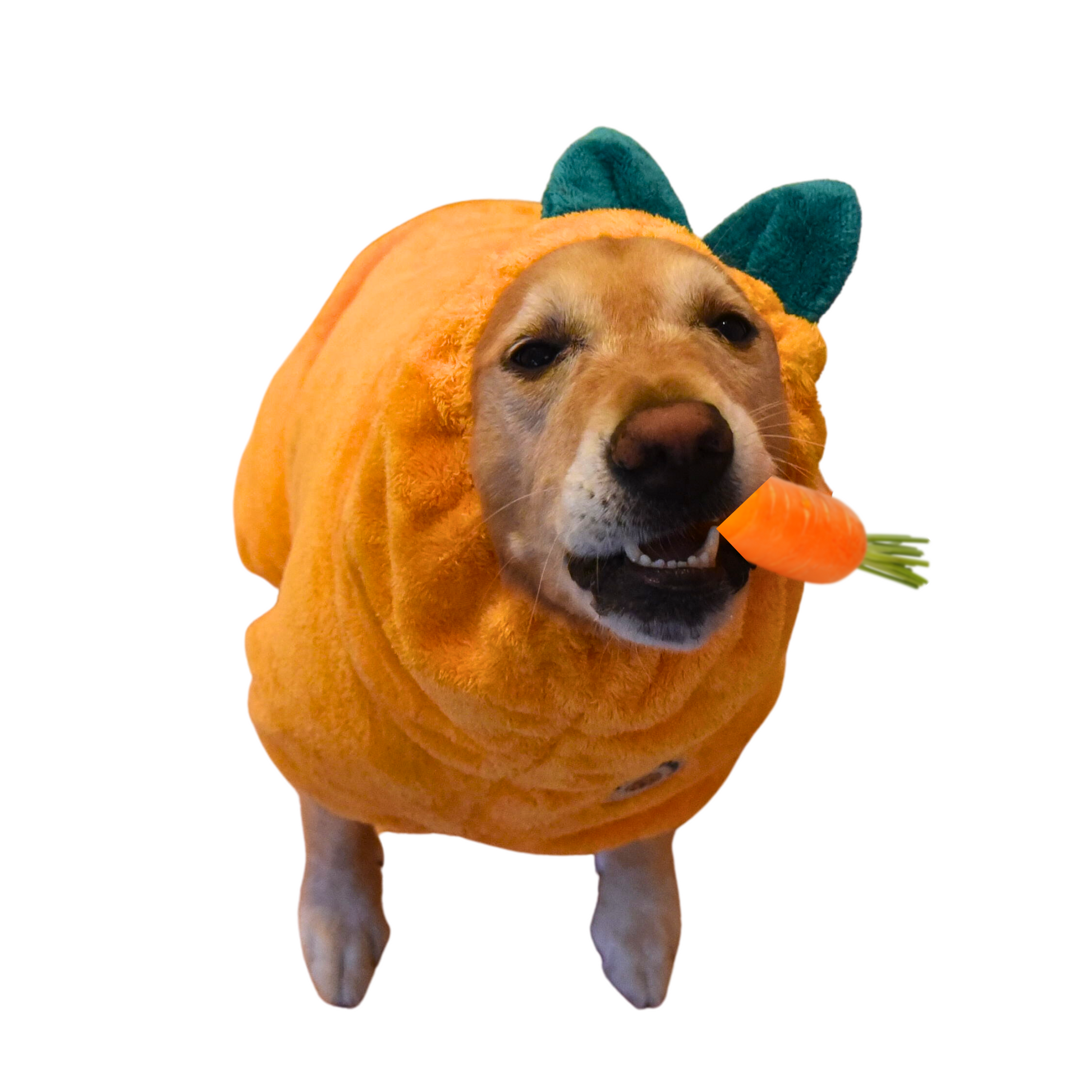 Golden Retriever wearing orange Derpy Chappy microfiber bathrobe with bunny ear hood – quick-dry towel robe for dogs, cozy and adorable design