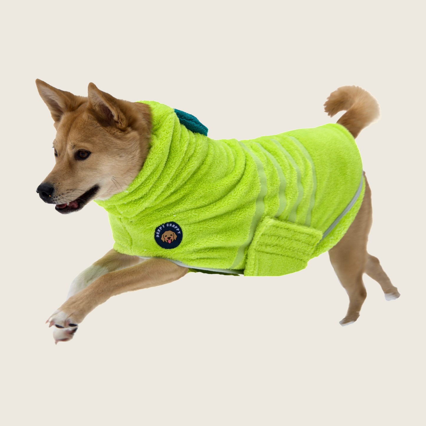 Shiba Inu running in lime green Derpy Chappy microfiber dog bathrobe – quick-drying after bath or swim
